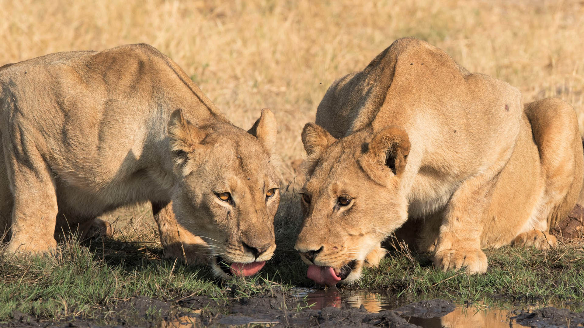 zimbabwe accommodation somalisa-camp-hwange-national-park-lioness