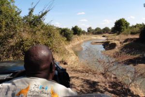 zikomo guide on safari